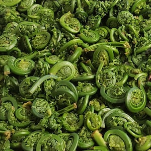 May include: A close-up image of a large pile of fresh, green fiddleheads. The fiddleheads are tightly curled and have a delicate, fern-like appearance.
