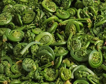 ORDER Maine Fiddleheads - Clean and picked daily, Fast Free Shipping, 1lb - 10lbs bags | Ships Monday/Tuesday/Wednesday