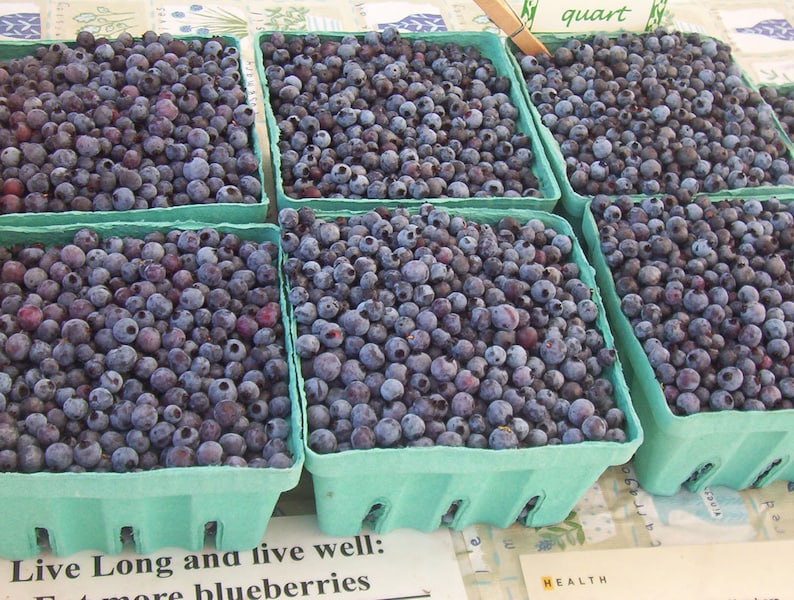 5oz Wild Maine Blueberry Jam  Made in Maine from Wild image 3