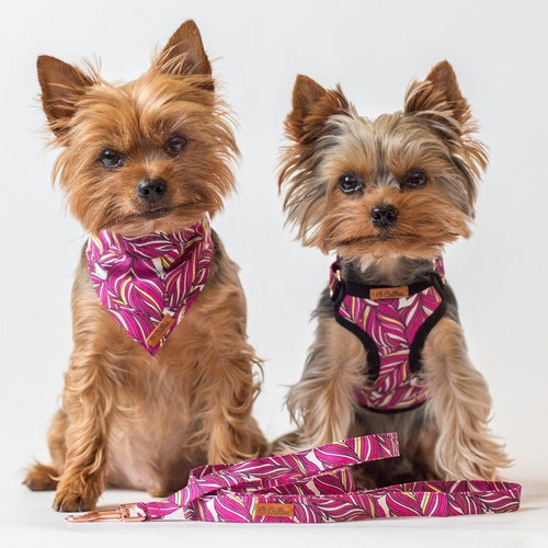 Adjustable Teacup Dog Harness Leash Collar Bandana With Etsy