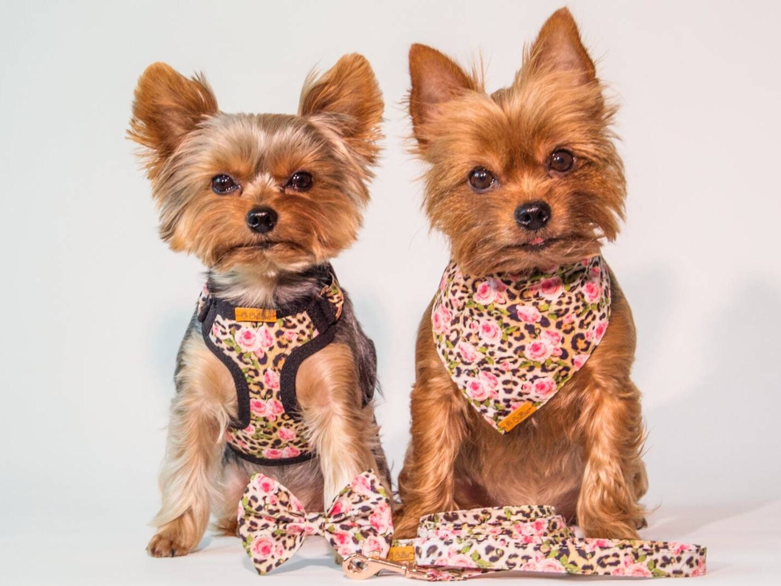 Adjustable Teacup Dog Harness Leash Collar Bandana With Etsy