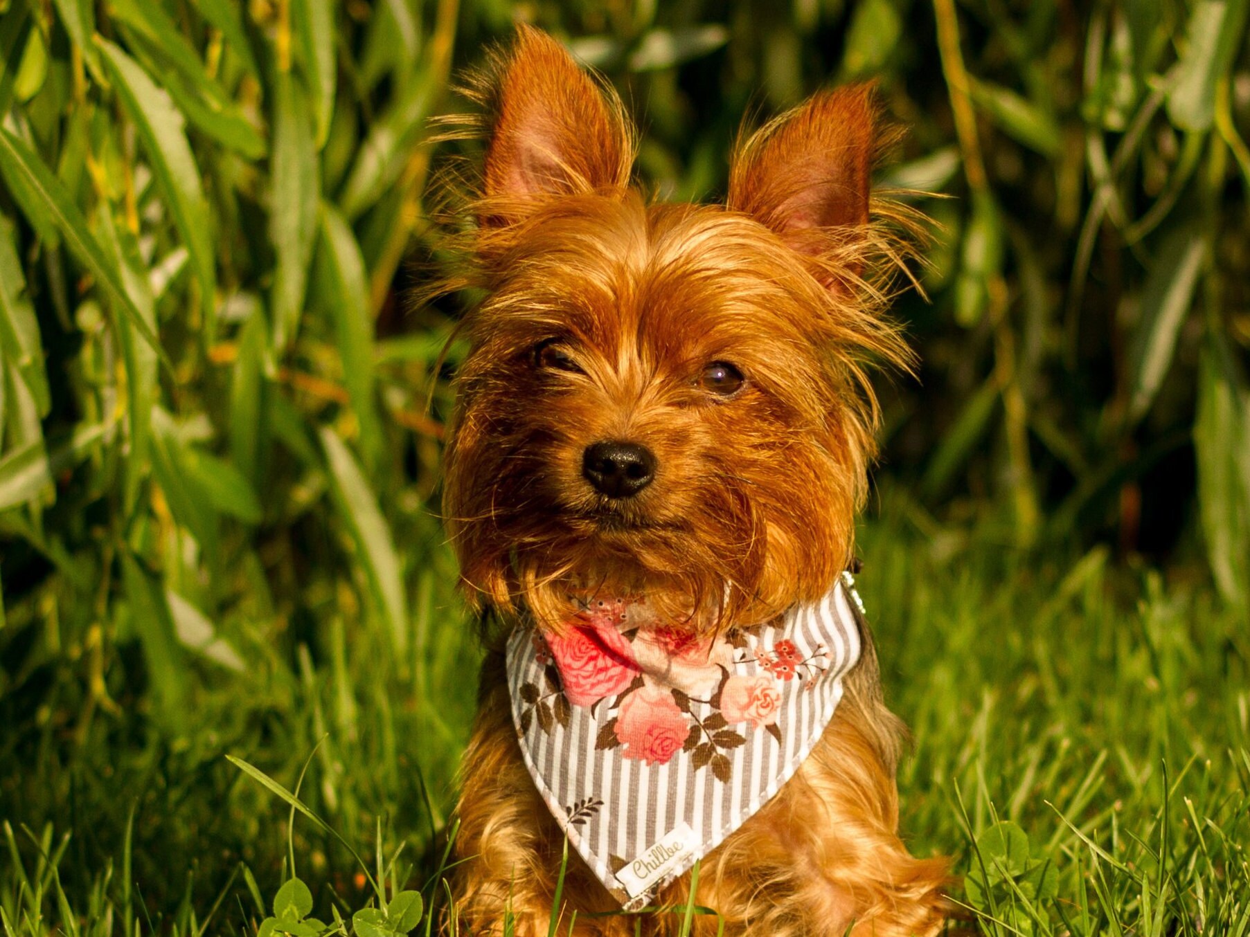 Colorful and girly rose dog bandana Dog bandanas Over collar Etsy