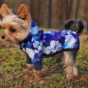 May include: A small dog wearing a blue floral print hooded jacket. The jacket has a pattern of white and light blue flowers on a dark blue background. The dog is standing on green moss and pine needles.