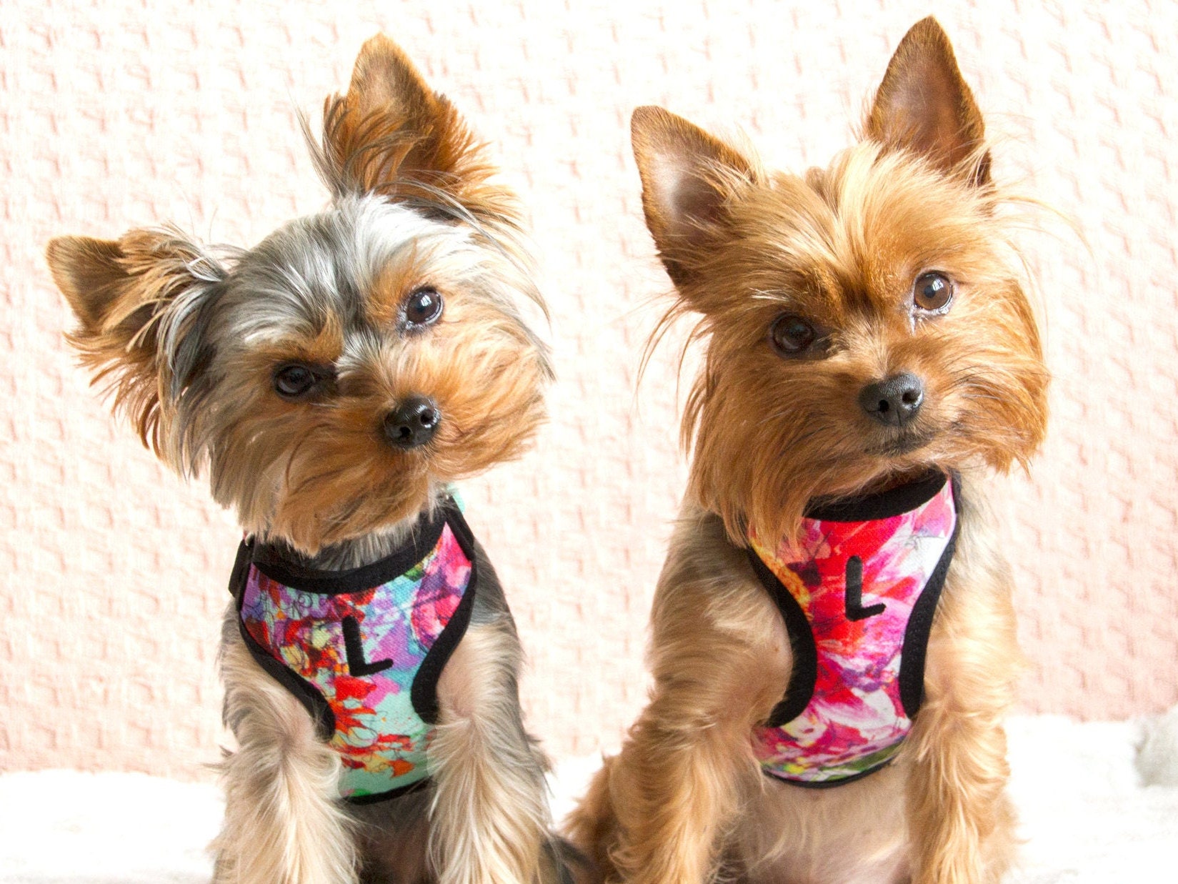 Small Teacup Dog Harness Made From Cotton With Embroidery Etsy