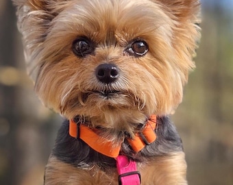 Neon Y Front Adjustable Dog Harness | Teacup & Small Dog Harness | Bright Pink Orange Green Cotton Harness