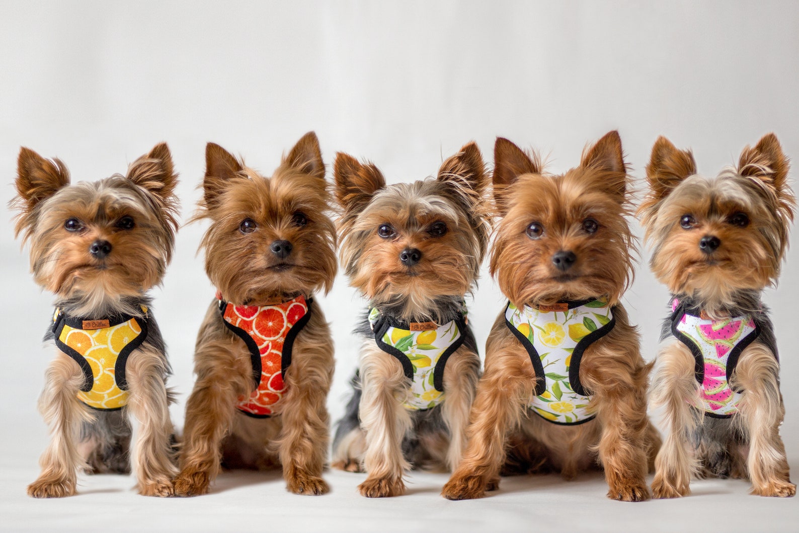 Adjustable Teacup Dog Harness Made From Water Repellent Etsy