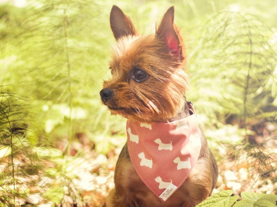 slide on dog bandana