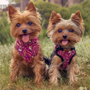 Peut inclure: Deux Yorkshire Terriers portant des bandanas et des harnais à motifs colorés. Le chien de gauche porte un bandana rose et jaune, et le chien de droite porte un harnais rose et noir. Les deux chiens regardent la caméra la langue tirée.