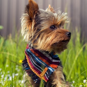 May include: A small brown and black Yorkshire Terrier dog wearing a colourful patterned bandana with fringe. The dog is sitting in a field of green grass with white flowers.
