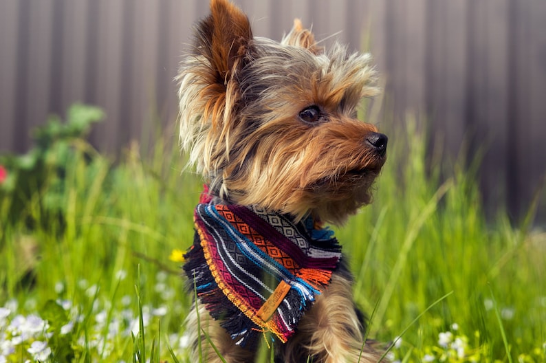 May include: A small brown and black Yorkshire Terrier dog wearing a colourful patterned bandana with fringe. The dog is sitting in a field of green grass with white flowers.