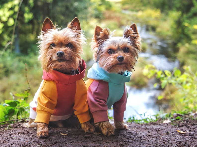 Color-block dog hoodie in mint, mustard yellow, and dusty pink. Handmade from soft cotton French Terry for teacup, small dogs, and puppies. Cozy, stylish, and lightweight pet sweater with custom fit. Perfect for chilly walks and everyday wear. Custom-made to fit different dog breeds like Yorkies, Chihuahuas, and Toy Poodles. High-quality craftsmanship with durable stitching.