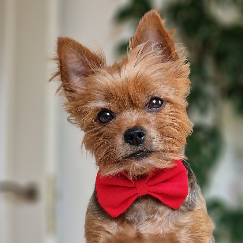 Bow tie and matching collar for small dogs, tiny teacup dog accessories, Yorkie collar and bowtie, cute puppy neckwear image 1