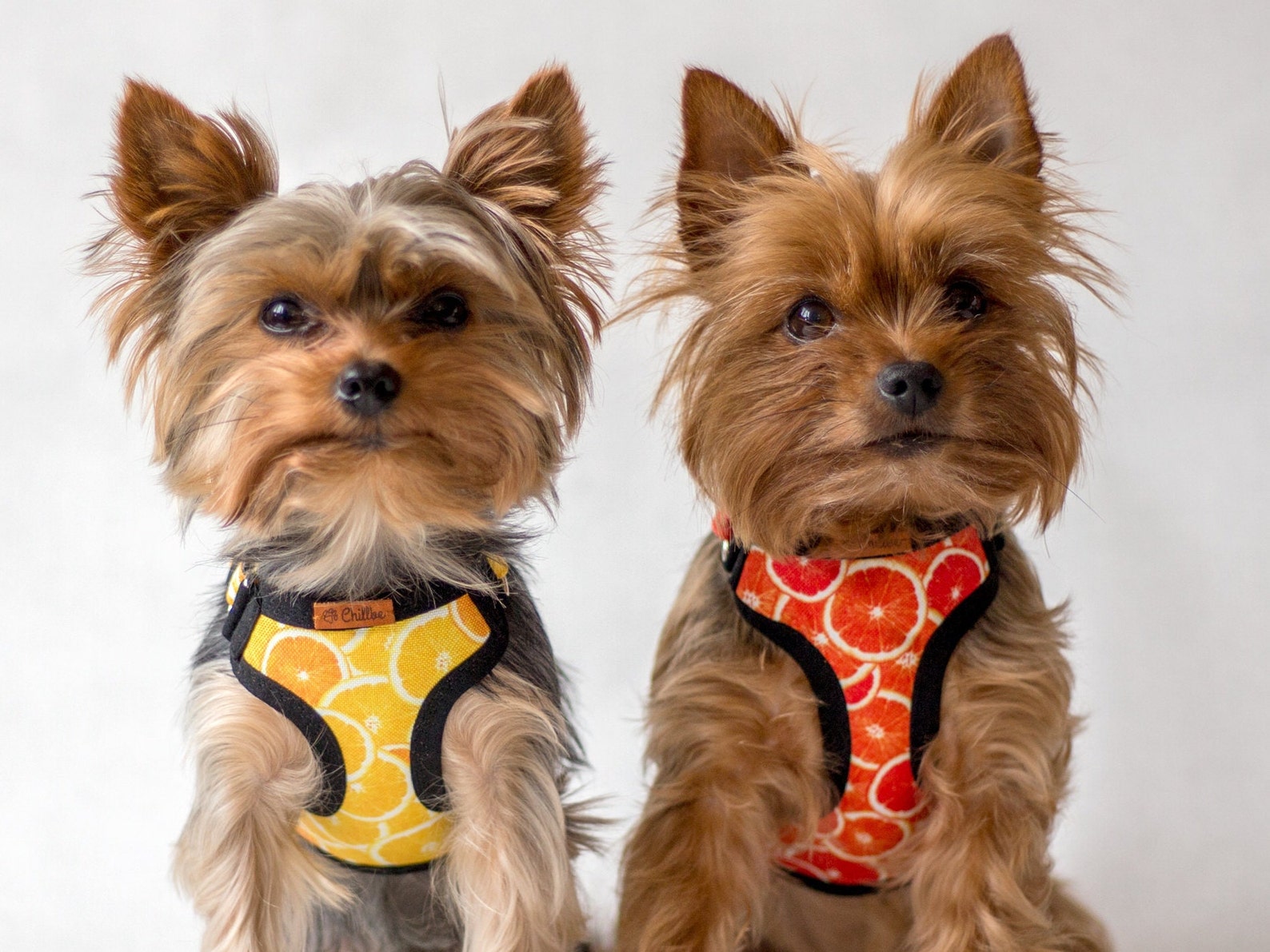 Adjustable Teacup Dog Harness Made From Water Repellent Etsy