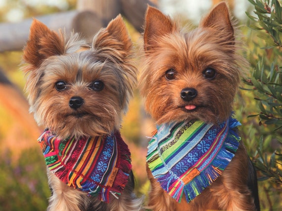 Yorkie Bandanas - Blue Yorkie Bandanas - Blue