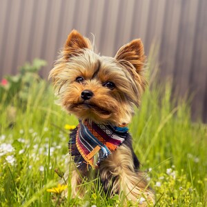 May include: A small, brown and tan Yorkshire Terrier dog wearing a colourful bandana sits in a field of green grass and white flowers.