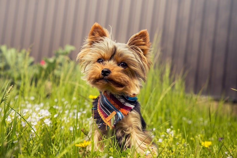 May include: A small, brown and tan Yorkshire Terrier dog wearing a colourful bandana sits in a field of green grass and white flowers.