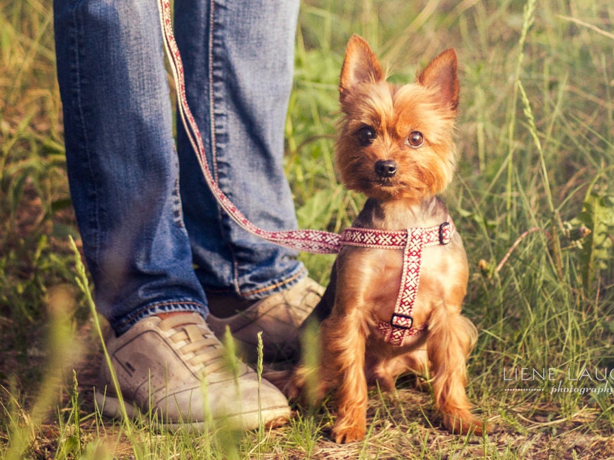handmade dog harness