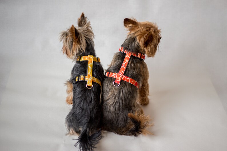 Adjustable Teacup Dog Harness Made From Water Repellent Etsy