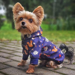 May include: A small Yorkshire Terrier dog wearing a blue hooded sweater with a woodland animal print. The sweater features squirrels, hedgehogs, and birds.