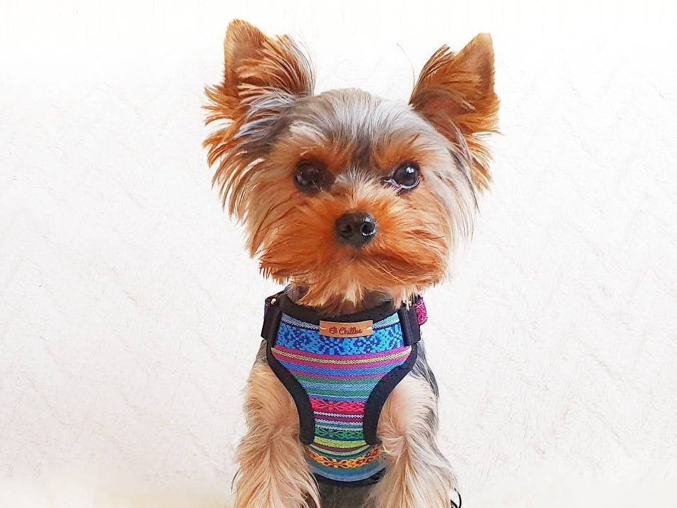 Designer Yorkie Clothes: 10 Luxury Picks For Your Pet -Yorkies Gram