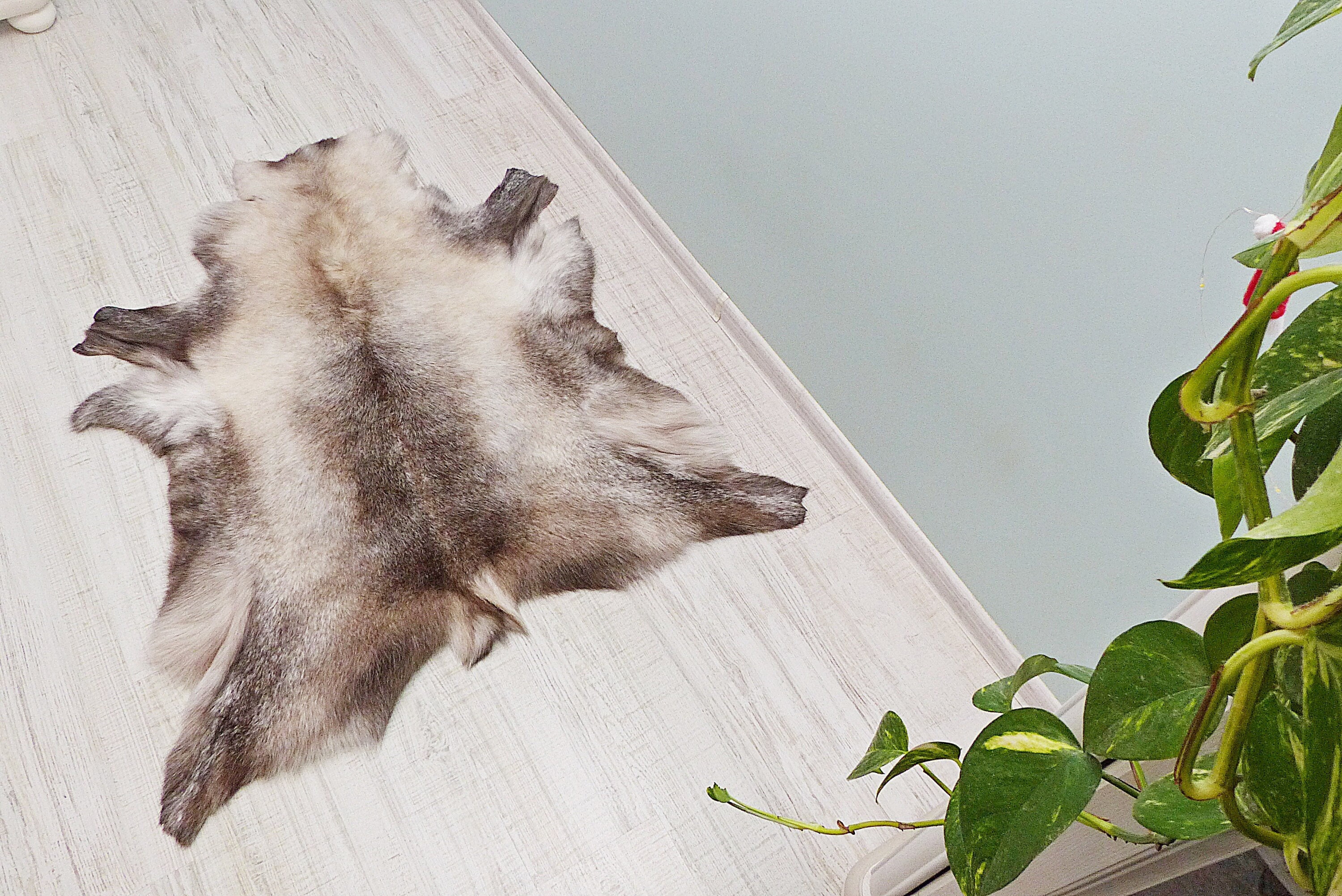 トナカイ　毛皮　フィンランド産　※10%割引中 ネット決済可』 フィンランドトナカイの毛皮 2点SET