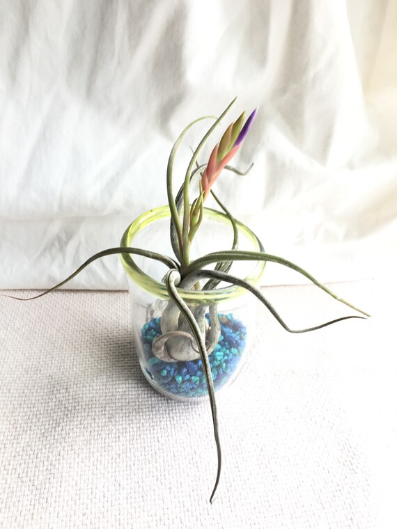 Hand blown glass and bromeliad airplant