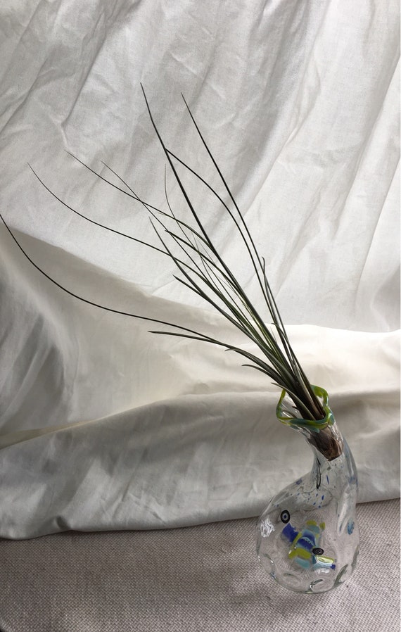 Hand blown glass jellyfish vase with living air plant , bromeliad