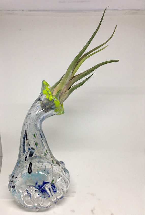 Hand blown glass jellyfish vase with living air plant , bromeliad