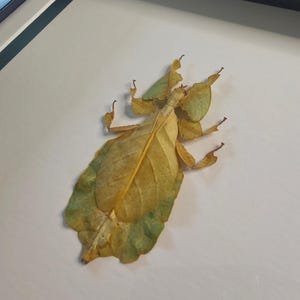 May include: A preserved leaf insect specimen displayed inside a frame. The insect features a flat, wide body with intricate, leaf-like textures and veins in shades of muted yellow, brown, and pale green, mimicking the appearance of a dried foliage.