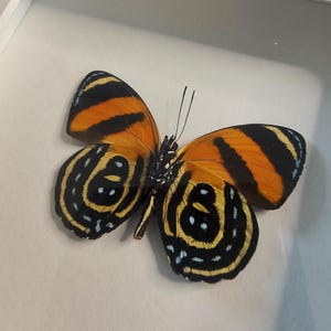 May include: A framed butterfly specimen featuring vibrant orange and black wings. The upper wings display bold black stripes, while the lower wings showcase intricate circular patterns with yellow rings and small white spots on a dark background.