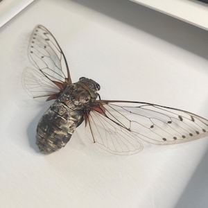 May include: A preserved cicada specimen mounted inside a white frame with a black border. The insect features a dark brown, segmented body with prominent, translucent wings displaying a delicate, intricate network of black veins and small spots.