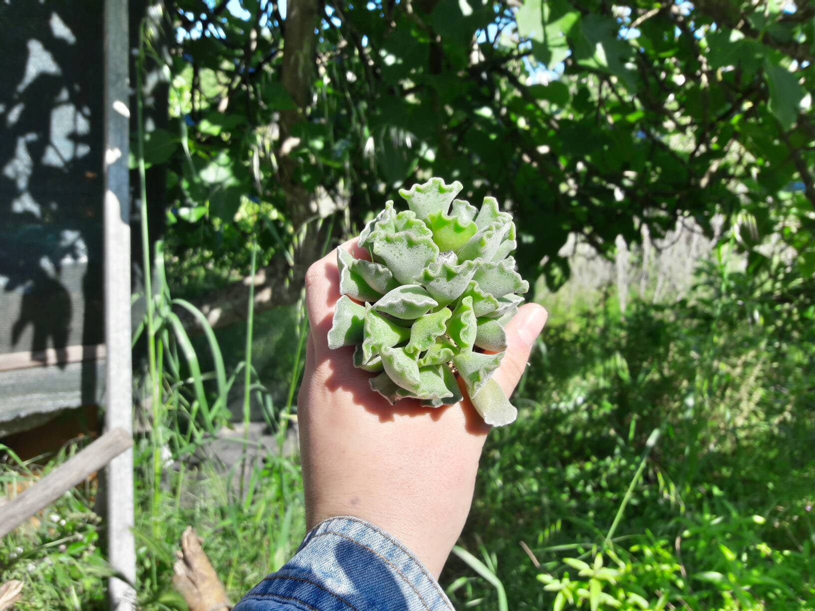 Succulent Adromischus Cristatus, Cotyledon Cristata, Crinkle Leaf Plant, Adromischus Poellnitzianus, Succulent Adromischus Cristatus, Cotyledon Cristata, Crinkle Leaf Plant, Adromischus Poellnitzianus,