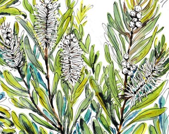 Tea Tree Botanical Study