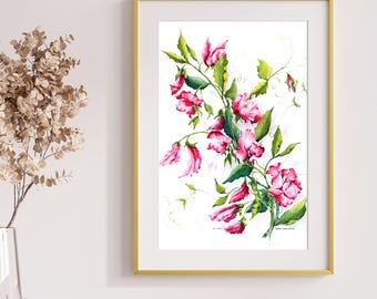 Pink Sweet Peas Watercolor: Floral Botanical Art Print, 16x20 Unframed