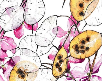Honesty Botanical Study