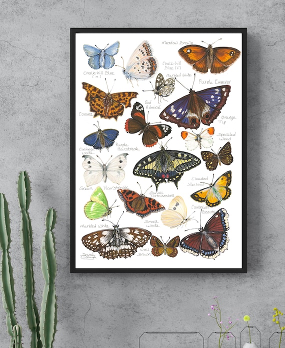 Detailed European Butterflies Fine Art Print | Named Watercolour & Pen Illustration | Book-Mounted Ready to Frame from Original Artwork Gift