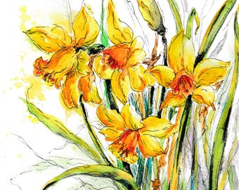 Daffodil Botanical Study