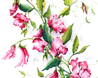 Pink Sweet Pea - Fine Art Giclee Print - No mount Unframed