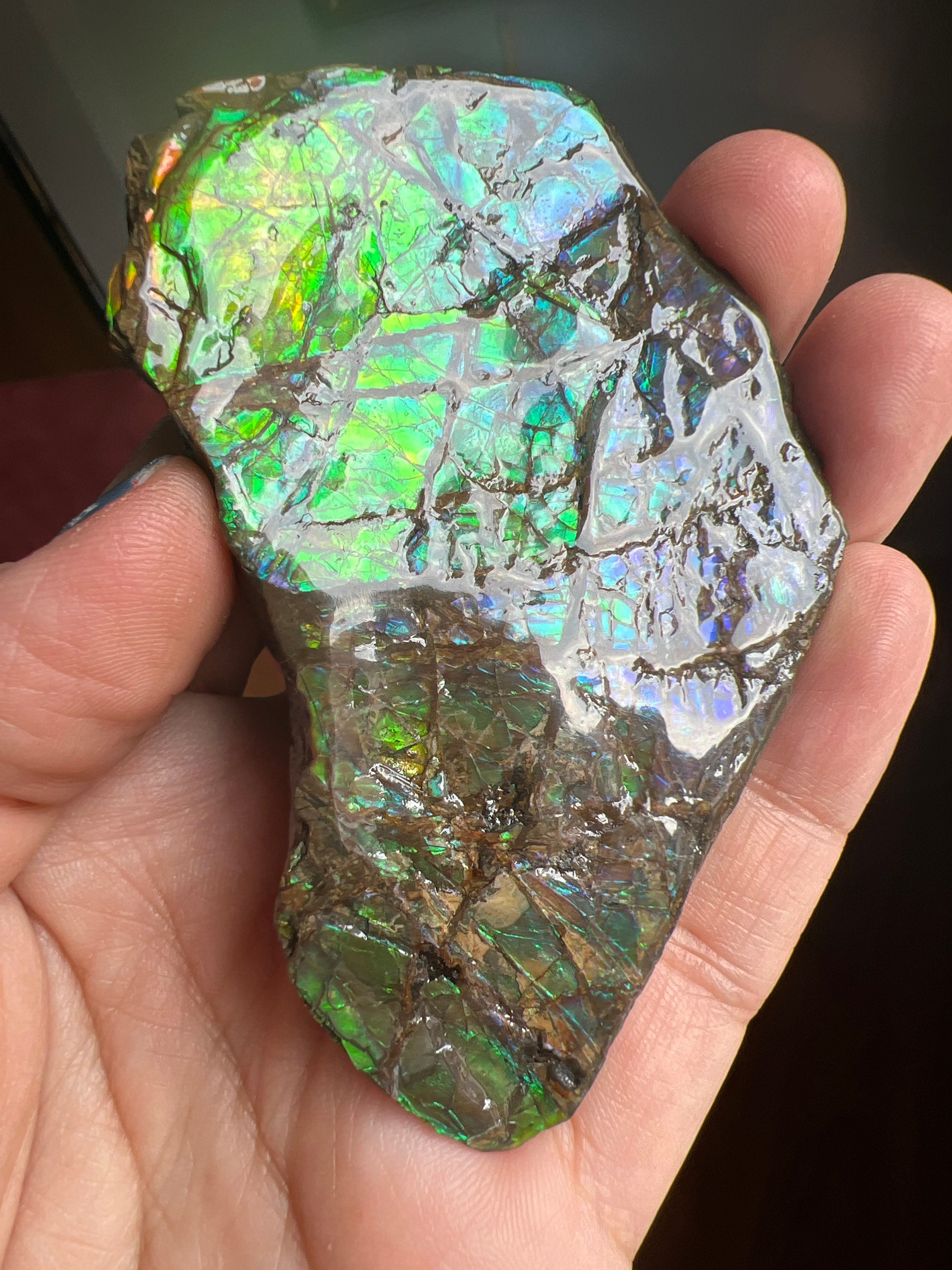 【未使用に近い】アンモライト原石標本　アンモライト研究所　カナダ産　アンモナイト 楽天市場】アンモライト原石標本 : アンモライト研究所