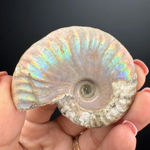 Amazing! Ammonite Fossil with Rainbow Colors, Ammonite Fossil, Fossilized Ammonite, Natural Ammonite