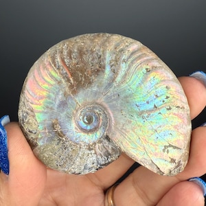 Rainbow Ammonite Fossil