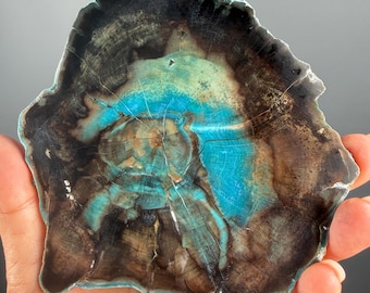 Natural Collawood  (Colla Petrified Wood) (Two side polished)