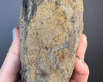 Pyrite Crystal Fossil Wood, West Anatolian Turkey