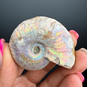 Ammonite Fossil with Rainbow Colors, Ammonite Fossil, Fossilized Ammonite, Natural Ammonite