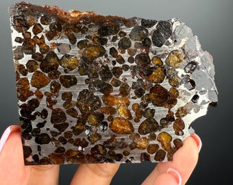 May include: A slice of a meteorite with a unique texture. The surface is a mix of metallic silver and brown, with numerous rounded, dark brown and golden-yellow inclusions. The edges have a rough, uneven appearance.