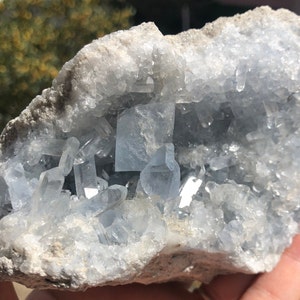 Op de afbeelding: Een grote, natuurlijke geode met een holte gevuld met lichtblauwe cölestien kristallen. De kristallen zijn scherp en goed gevormd, met een doorschijnende uitstraling.