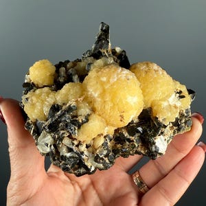 以下が含まれることがあります： 手で持たれた鉱物標本。球状の金色のブドウ状の構造が特徴です。標本は黒色のトルマリン結晶と白色の石英のマトリックス上に配置され、印象的なコントラストを生み出しています。