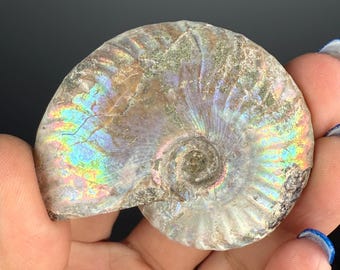 アンモナイト化石（母岩入り、片面研磨済み、3インチ以上）ju58 - Etsy