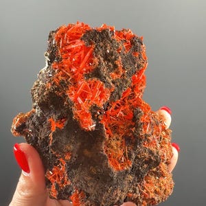 Könnte beinhalten: Ein Mineralpräparat mit einer dunkelbraunen Matrix, das leuchtende, kristalline, orangerote Formationen aufweist. Die Kristalle sind geclustert und nadelförmig, was einen auffälligen Kontrast zur dunkleren Basis bildet. Die Gesamttextur ist rau und uneben.