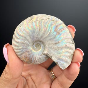 Amazing! Ammonite Fossil with Rainbow Colors, Ammonite Fossil, Fossilized Ammonite, Natural Ammonite